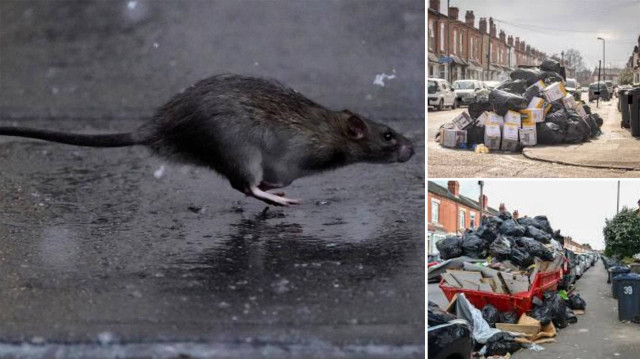 İngiltere Birmingham’da çöp krizi: Kenti fareler bastı