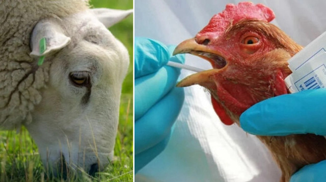 İngiltere’de ilk kez bir koyunda kuş gribi tespit edildi