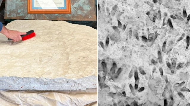 Okulda bulundu: 66 dinozor ayak izi keşfedildi