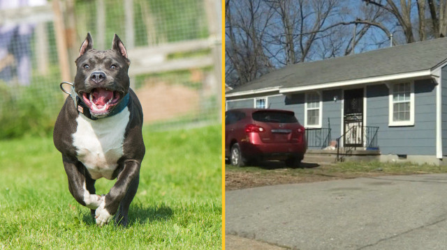 Pitbull sahibini silahla vurdu