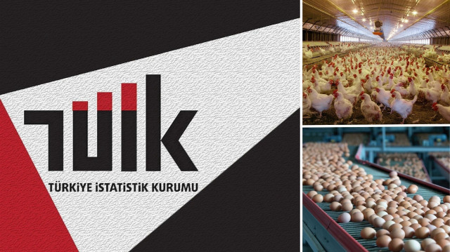 TÜİK’ten tavuk yumurtası verileri: Ocak ayında 1.6 milyar adet üretildi