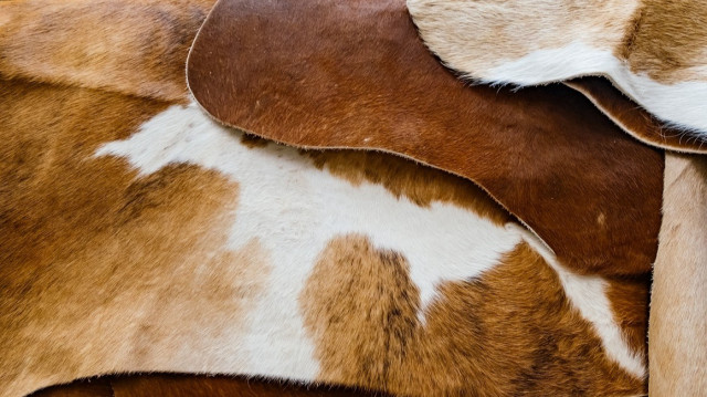 Giyimde domuz derisi kullanmak caiz mi? Diyanet açıkladı! Ünlü ayakkabı markalarında kullanılıyordu