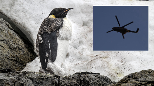 Helikopteri penguen düşürmüş: Kazanın raporu ortaya çıktı