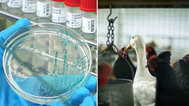 Meksika’da ilk kez bir insanda “H5N1” türü kuş gribine rastlandı