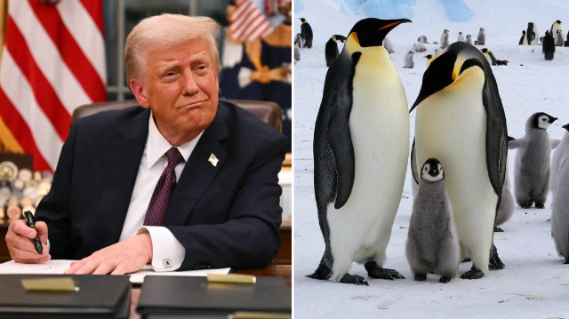 Penguenlere gümrük vergisi şoku: Issız adalar da Trump’ın listesinde