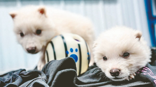 Ulukurtlar hayata döndü