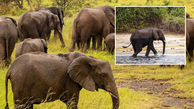 Bangladeş’te fillerin saldırısında 2 kişi öldü