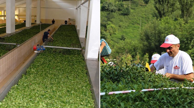 ÇAYKUR’un mevsimlik işçi alımı için başvurular başladı