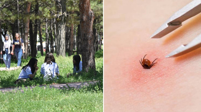 Ölümcül kene virüsüne karşı mRNA aşısı geliştiriliyor