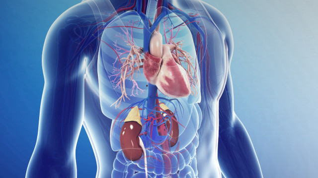 Uzmanlardan kalbi ve böbreği etkileyen ‘kardiyorenal sendrom’ uyarısı