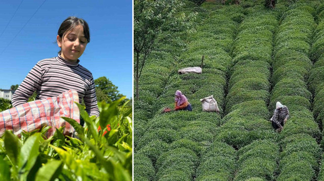 Çay tarlası olanlar dikkat: 25 kilograma düştü