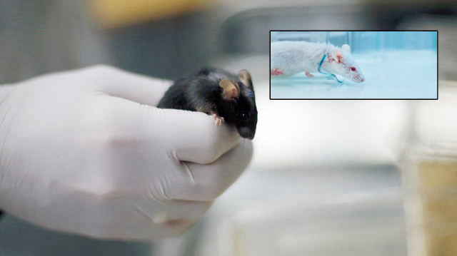 Farelerde test edilen ‘yaşlanma karşıtı kokteyl’ ömrü yüzde 30 uzattı