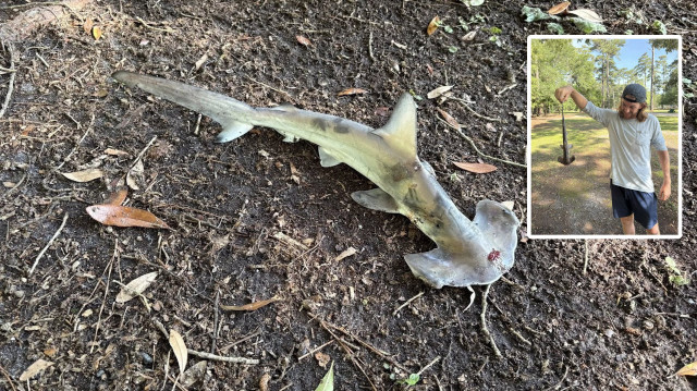 Gökyüzünden köpek balığı düştü: Buna inanamadık