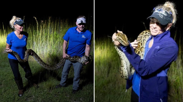 Piton istilası: Otobüs dolusu yılan öldürüldü