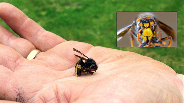 Asya eşek arısı yakalandı: İrlanda’da biyogüvenlik alarmı