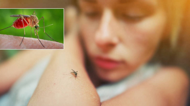 Avrupa’da tehlike büyüyor: İtalya’da Batı Nil Virüsü vakaları artıyor