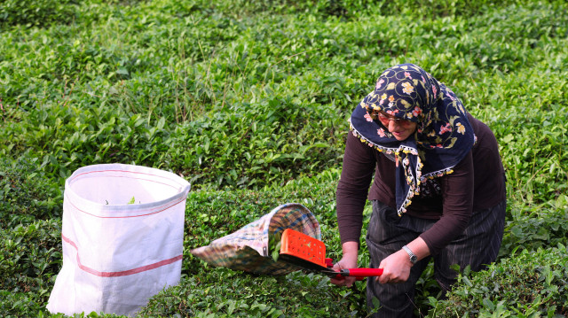 ÇAYKUR ikinci sürgün yaş çay alımlarına devam ediyor: 91 bin tona ulaştı