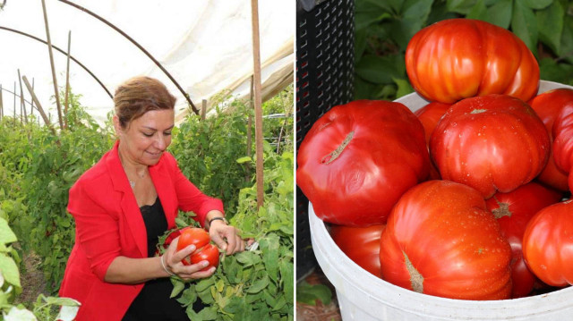 Coğrafi işaretli maniye domatesinin hasadı başladı