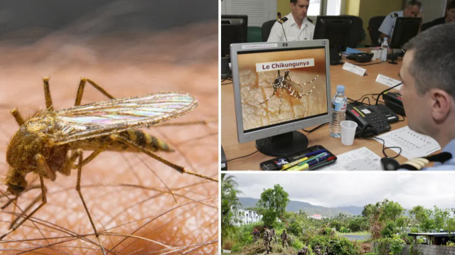 DSÖ’den ‘büyük salgın’ uyarısı: Chikungunya virüsü hızla yayılıyor