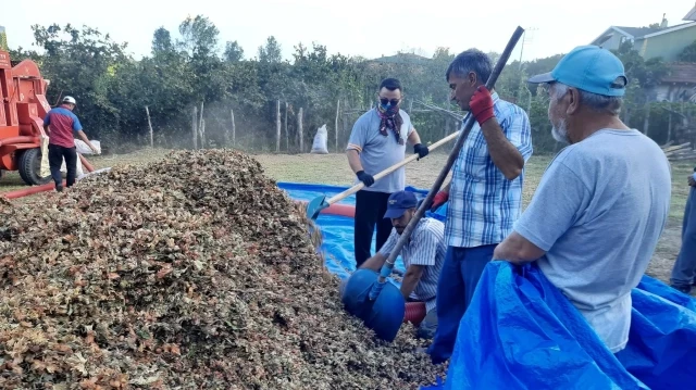Fındık hasadında gizli tehlike; toz alerjik reaksiyonları artırıyor