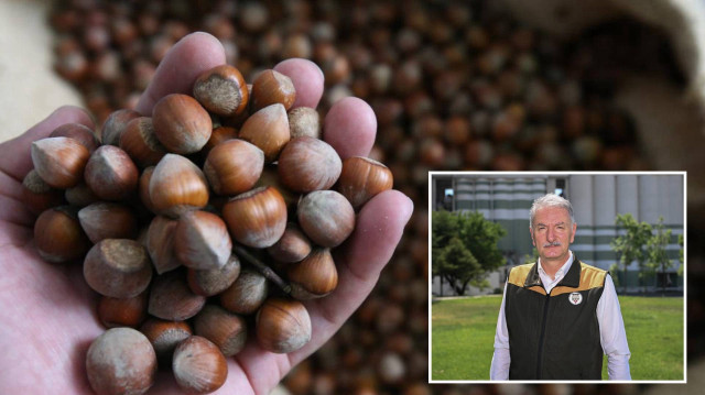 Fındık rekoltesinin bu yıl 453 bin ton olması bekleniyor