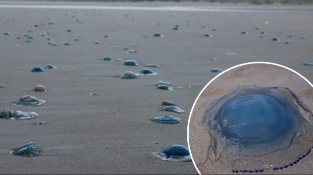 Fransa’da nükleer denizanası alarmı: Dört reaktör kapatıldı