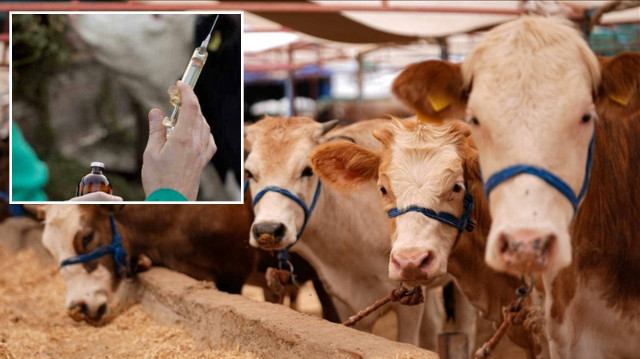 Tarım ve Orman Bakan Yardımcısı Gümen: Aşısı olmayan hiçbir hayvanın da sevkine izin verilmeyecek