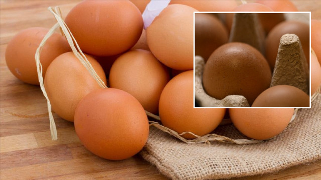 Tavuk yumurtalarının ihracatı kayda bağlandı