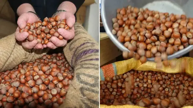 Aroması ve yağ oranıyla beğenilen Giresun fındığı zirvede: Kilosu 350 liraya ulaştı