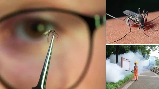 Chikungunya salgını yayıldı: Çin’de halk sağlığı acil durumu ilan edildi