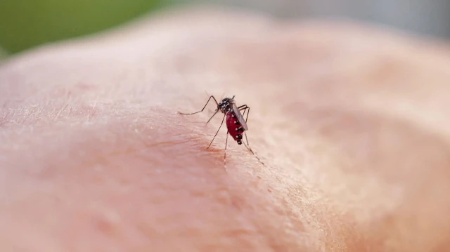 Komşu’da virüs alarmı: İki kişi öldü