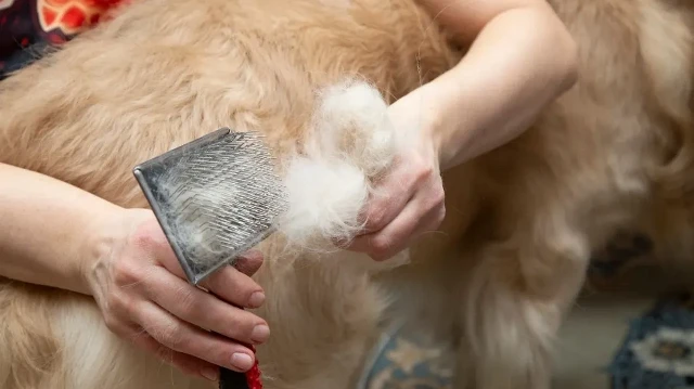 Prof. Dr. Özlü’den ‘hayvan tüyü’ uyarısı