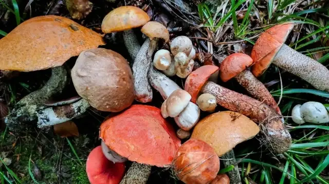 Uzmanından ‘doğadan toplanan bazı mantarların ölümcül zehirlenmeye yol açabileceği’ uyarısı