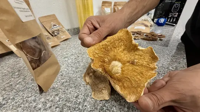 Uzmanından ‘mantar zehirlenmelerinde sağlık kuruluşuna giderken yanınızda yediğiniz mantardan götürün’ tavsiyesi