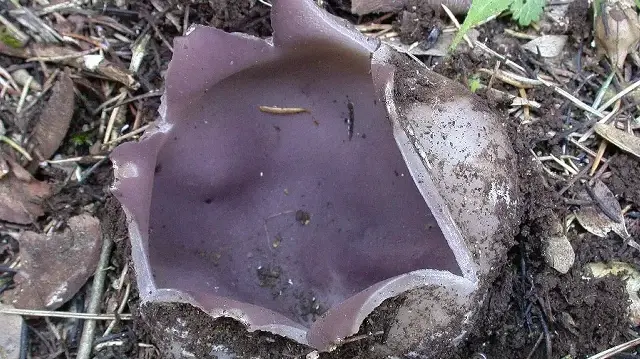 Aynı aileden 7 kişi yedikleri mantardan zehirlendi