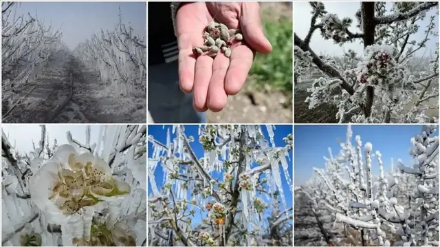 Bakan Yumaklı çiftçilere müjdeyi verdi: Zirai don ödemeleri başlıyor