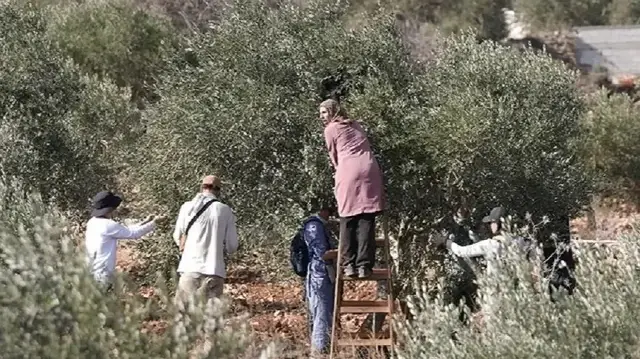 Filistin topraklarını gasbeden İsrailliler, Batı Şeria’da zeytin toplayan Filistinlileri hedef alıyor