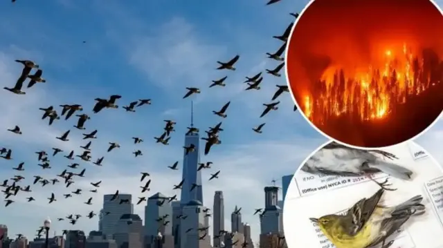 Kuşlar tuhaf davranmaya başladı: ‘Bu insanlığa uyarı’