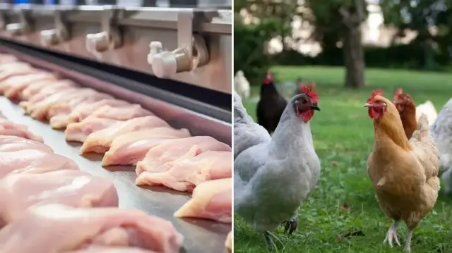 Tavuk eti üretimi ağustosta yıllık bazda yüzde 7,2 arttı