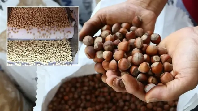 Türkiye fındık ihracatından 9 ayda 1,6 milyar doları aşkın gelir sağladı
