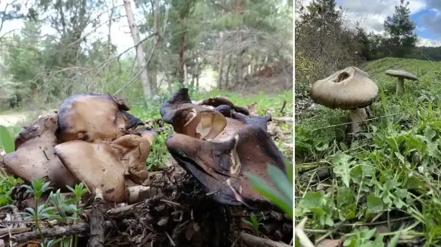 Uzmanından kritik uyarı: ‘Sonbaharda mantar zehirlenmelerine dikkat’