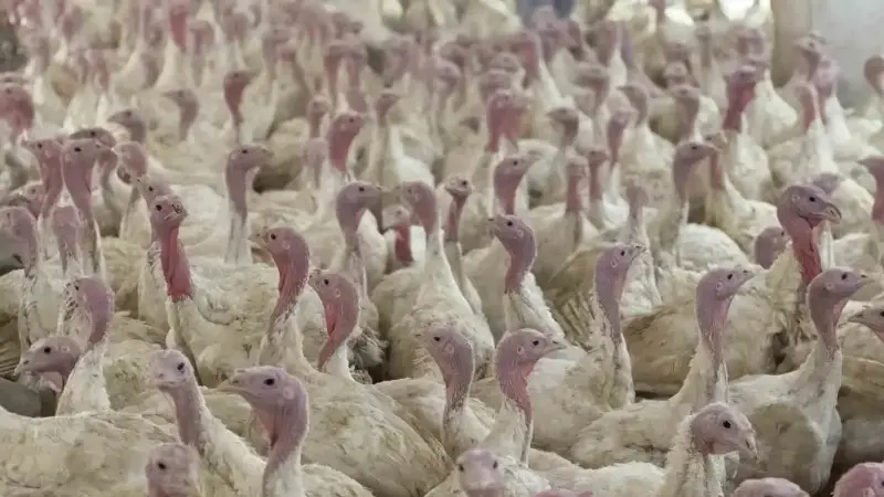 Bolu’da üreticilere ‘kuş gribi’ uyarısı