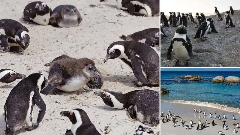 Güney Afrika açıklarında 62 bin penguen ölü bulundu: Besin zinciri çöktü