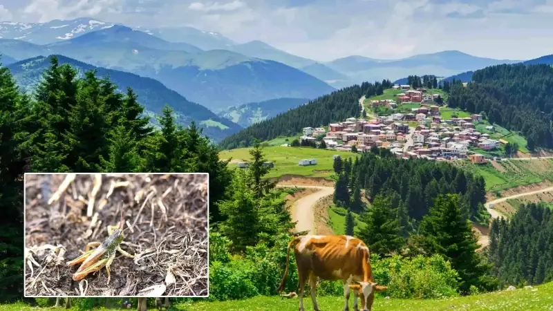 Karadeniz’de yeni bir böcek türü bulundu: 3 ilde tespit edildi tüm dünyaya duyuruldu