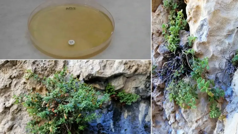 Malatya’da ortaya çıktı: Bilimsel olarak doğrulandı etkisi yüzde 90’a dayandı… Ticari değeri hızla yükseliyor