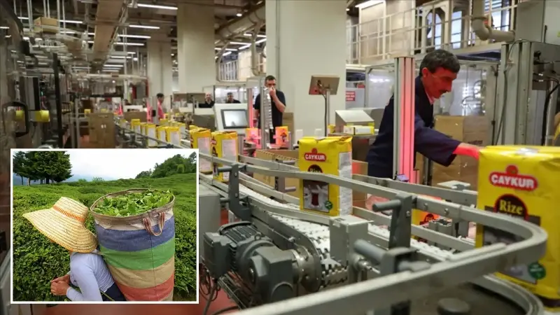 ÇAYKUR’da geçici işçiler sözleşmeli personel olabilecek