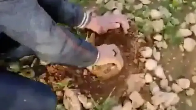 Rakka’da yürekleri ağza getiren görüntüler: Oyun çağındaki çocuklar ölüm tarlalarında mayın temizliyor