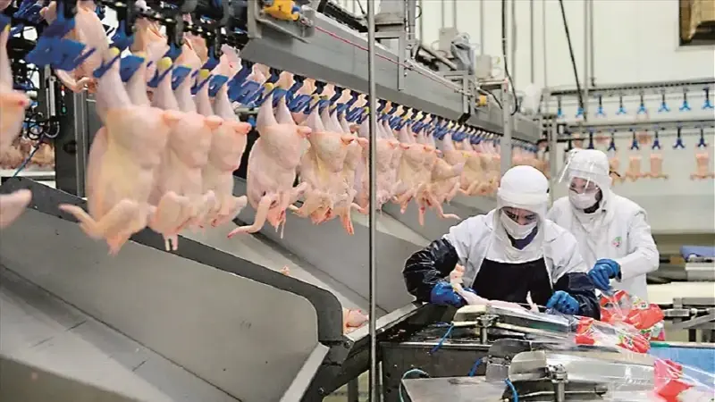 Tavuk eti ihracatı durduruldu