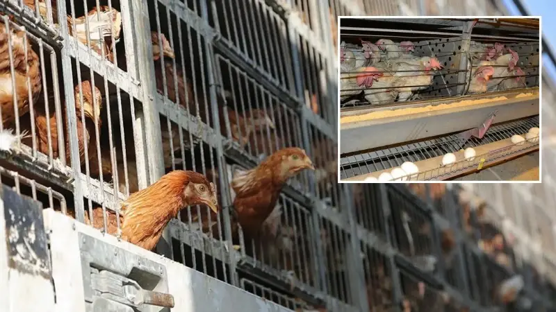 Yumurtacı tavukların kafes standartlarında değişiklik